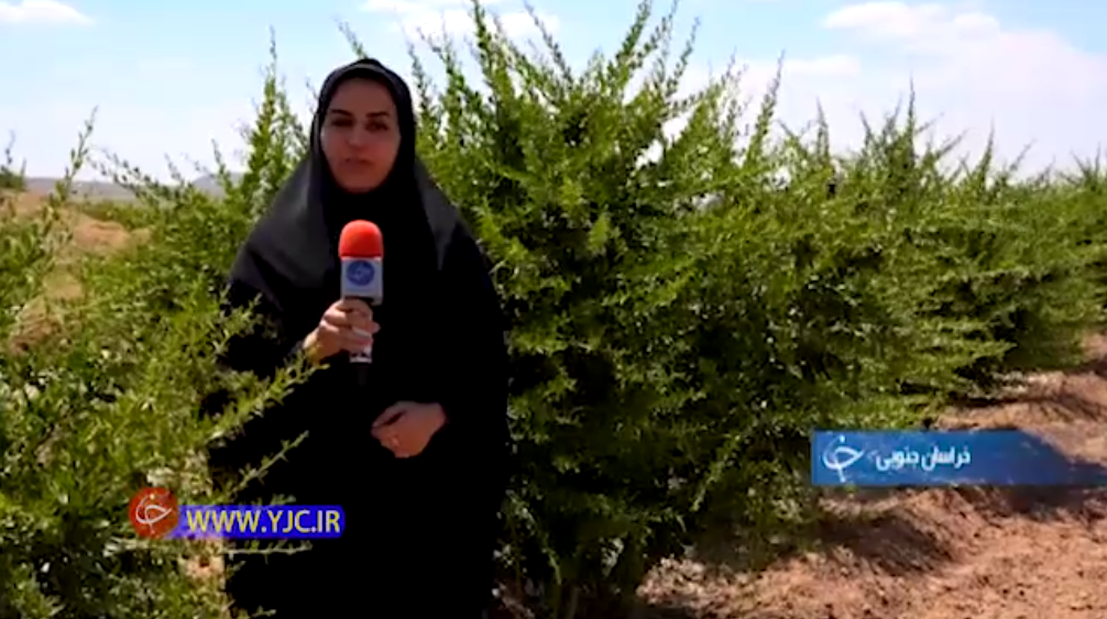 جان بخشیدن به کشاورزی با طرح مبارک +فیلم