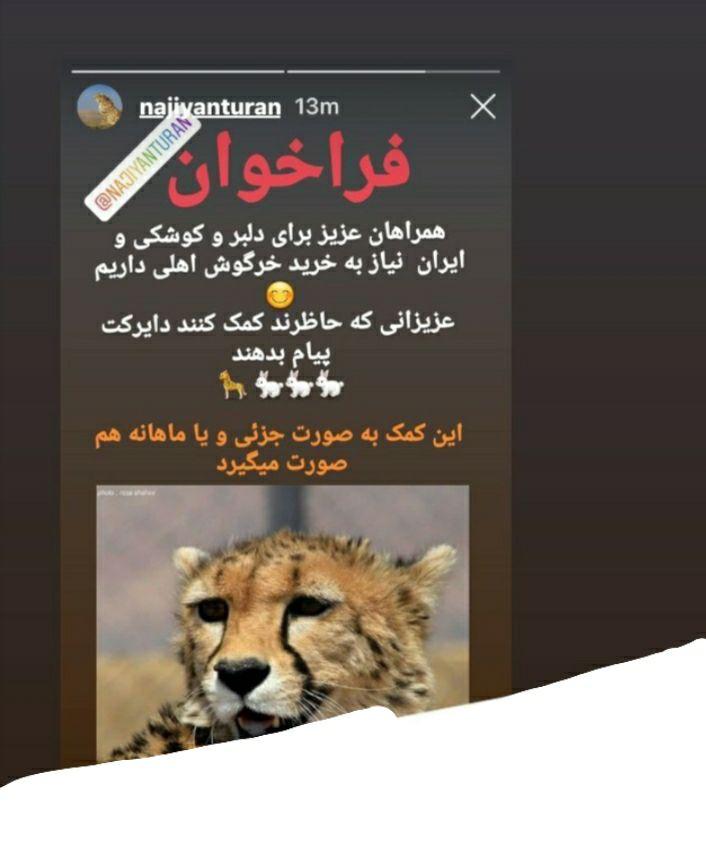 کمک برای سیر شدن یوزهای ایرانی/یوزپلنگ های در اسارت گرسنه اند؟