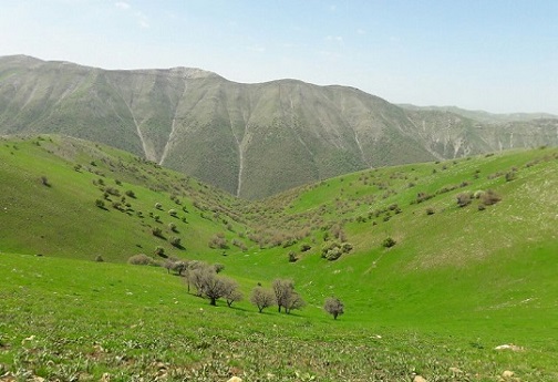 روزنه شکر/ ماجرای چوپان مبتکر و گوسفندان زبل