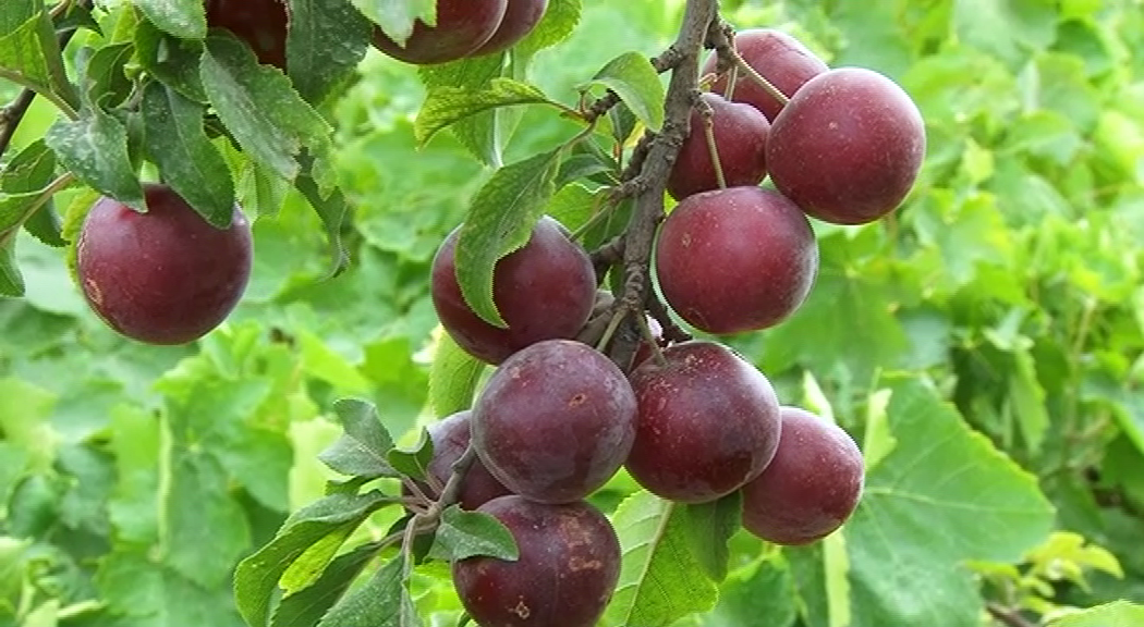 آغاز برداشت آلوچه در مراغه