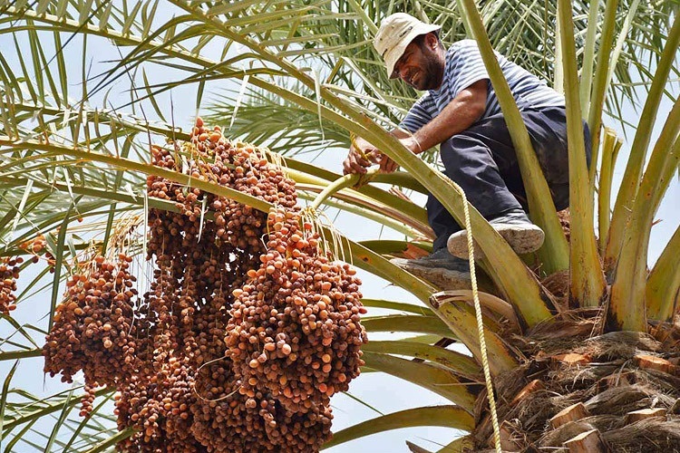 برداشت ۲۳۰ هزار تن رطب، خارک و خرما در خوزستان