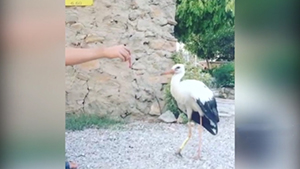 برخورد مهربانانه اهالی روستای ینگجه با لک لک آسیب دیده + فیلم