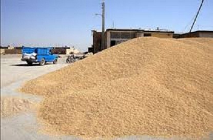 نبود مکان سرپوشیده و انبار گندم در بخش شیرین سو