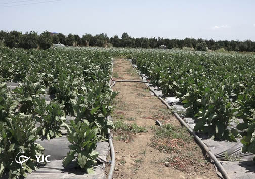 در این روستا داستان جدیدی رغم خورده است
