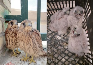 رهاسازی سه بهله دلیجه در شهرستان گرمی