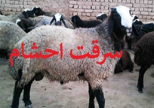 ۱۳۰ راس دام سرقتی در اردستان توقیف شد / بیسکویت با طعم حشیش