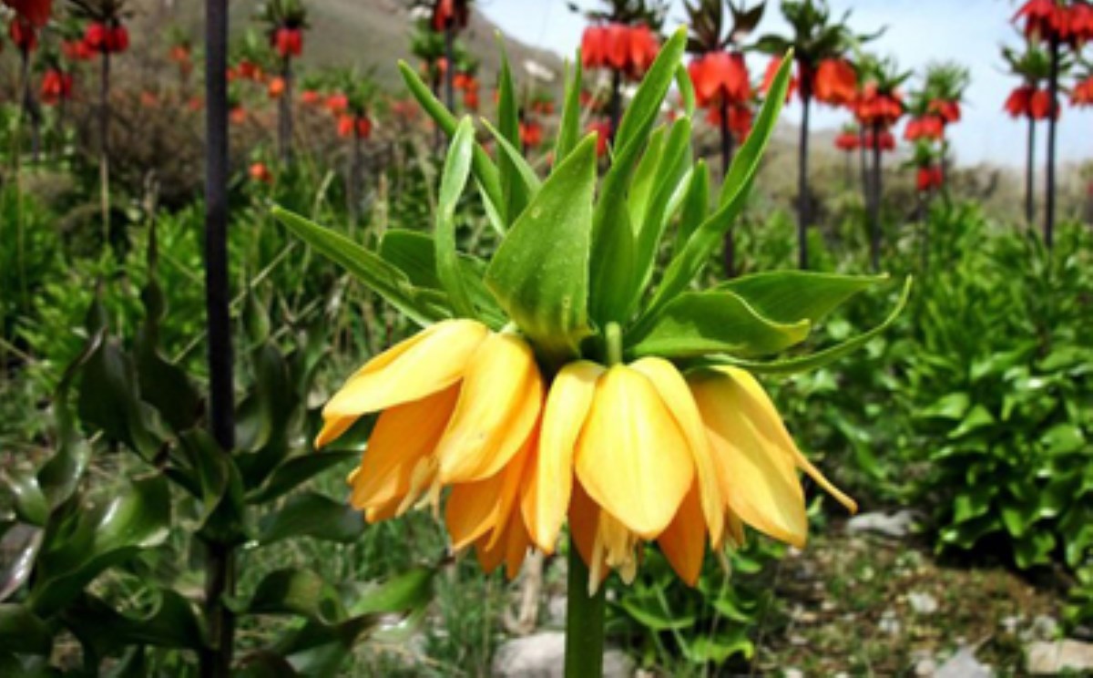 گیاهی که تنها یک ماه گل می دهد