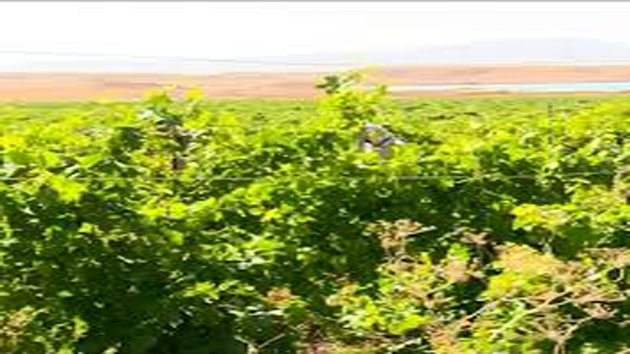 خسارت تکرگ به تاکستان های انگور در میمند