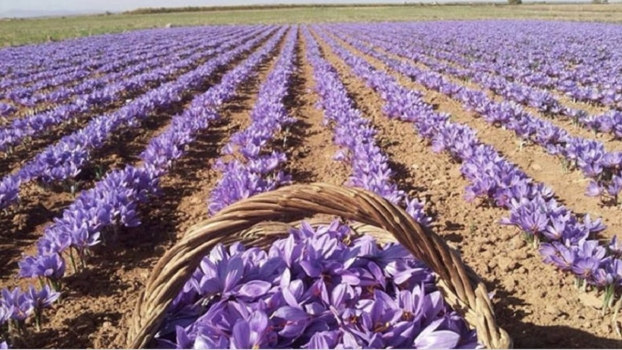 مطالبات زعفرانکاران خراسان رضوی این هفته پرداخت می‌شود