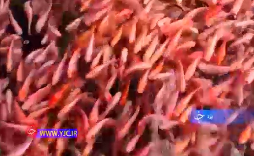 وقتی مردان خطه کویر دست بکار می&zwnj;شوند+فیلموعده&zwnj;ای که به سر آمد اما عملی نشد!+فیلم