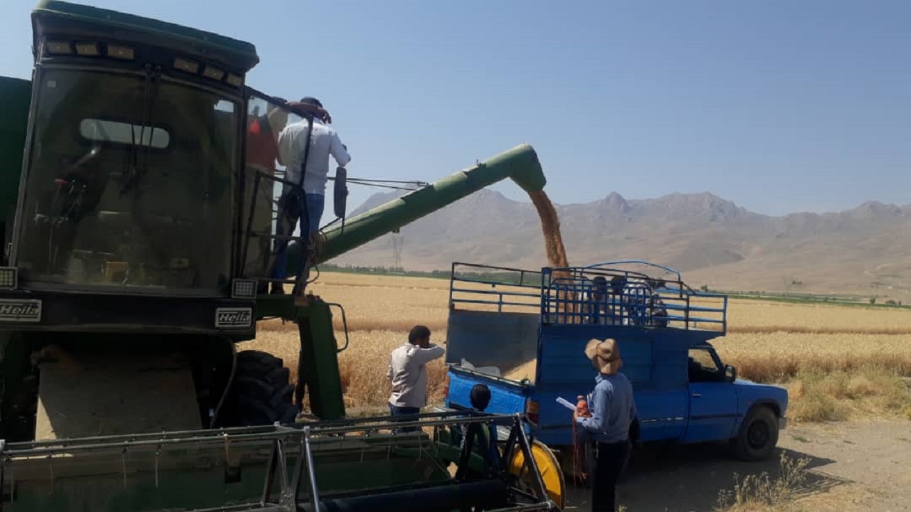کیل گیری مزارع گندم آبی در شهرکرد