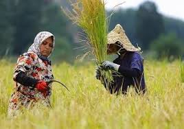 انعقاد قرارداد همکاری صندوق حمایت کشاورزی زنان روستایی با سازمان ملل