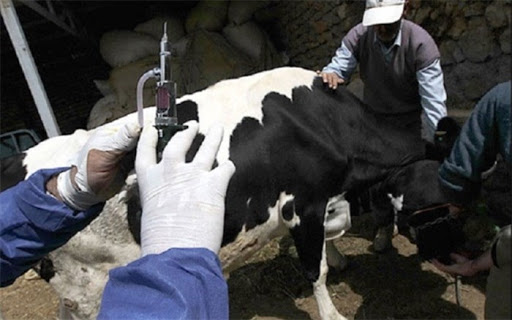 واکسینه شدن بیش از ۳۰ هزار راس دام سبک و سنگین در آستارا