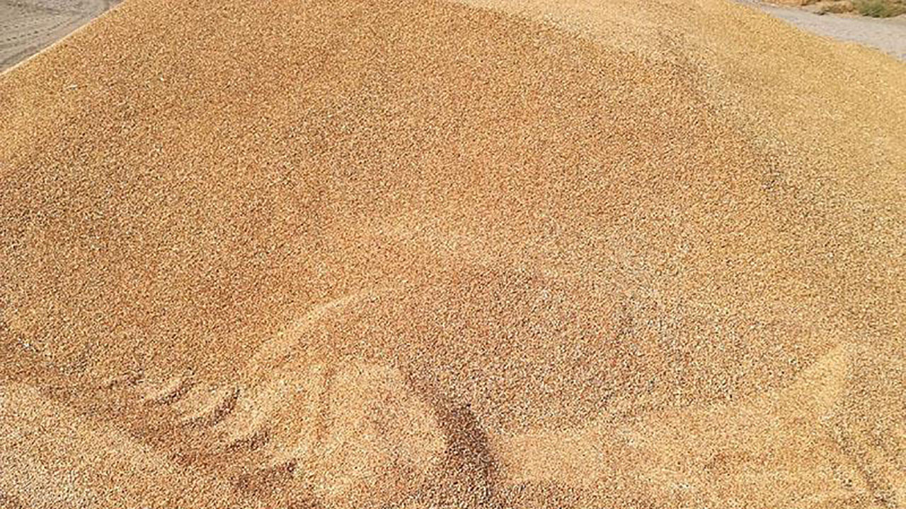 محکومیت نگهدارنده گندم دولتی به جزای نقدی در گلستان