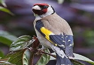 صیاد غیر مجاز سهره طلایی به دام افتاد
