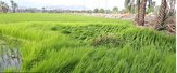 خسارت سیلاب به زیر ساخت&zwnj;های قصرقند