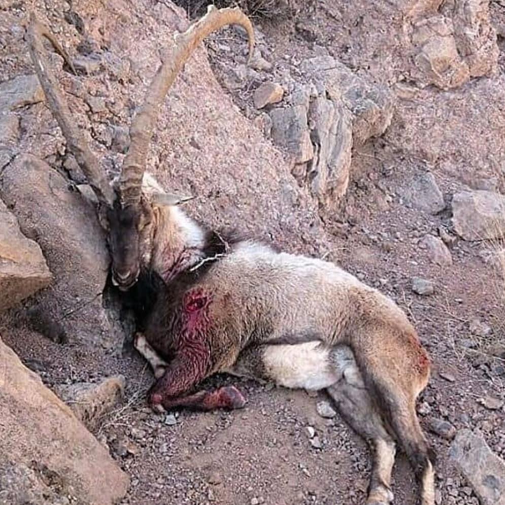 رفتار بیمارگونه شکارچیان با کل شکارشده + فیلم
