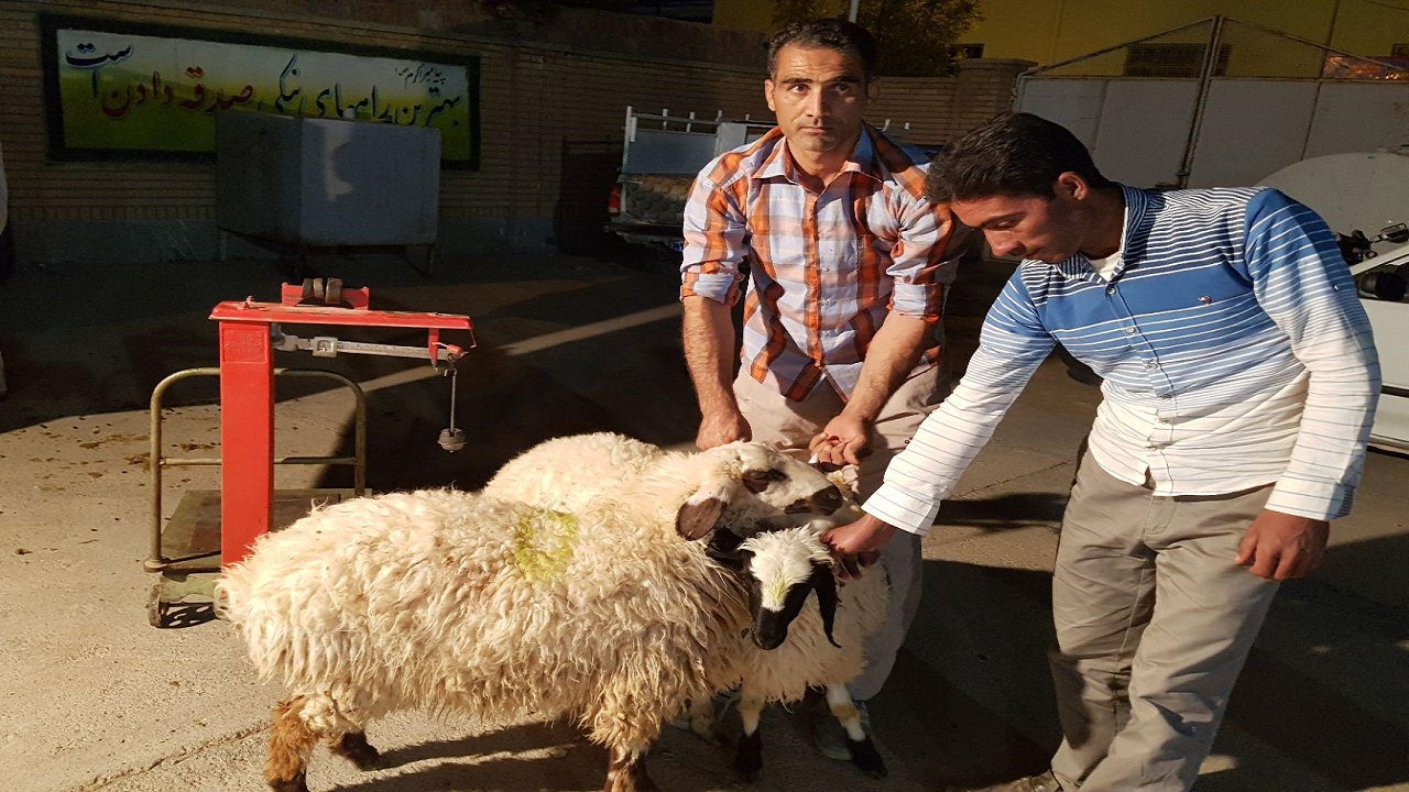 بهره مندی ۴۶ هزار خانوار خراسان جنوبی از نذر قربانی،