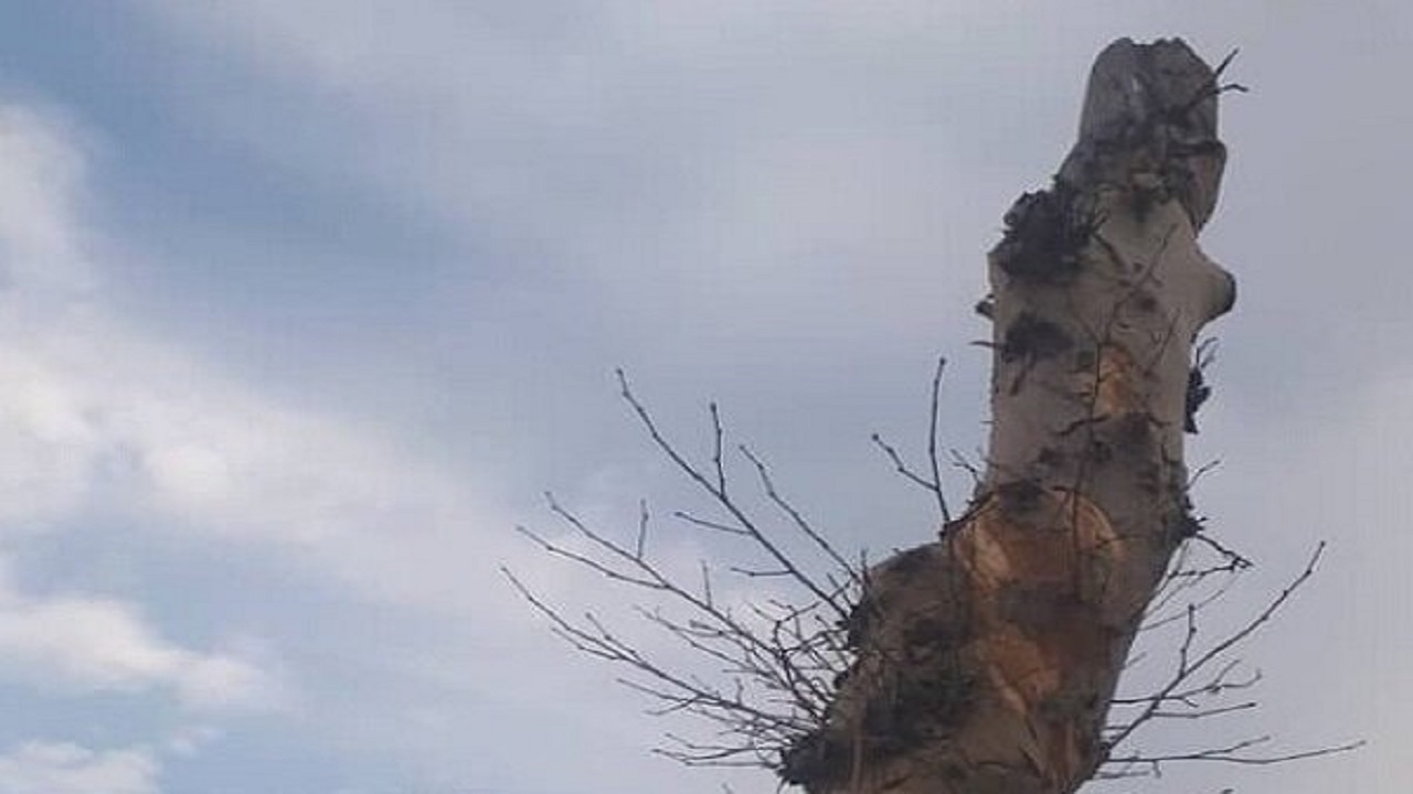 پوسیدگی کامل، علت قطع دو اصله درخت در بلوار ۲۹ بهمن