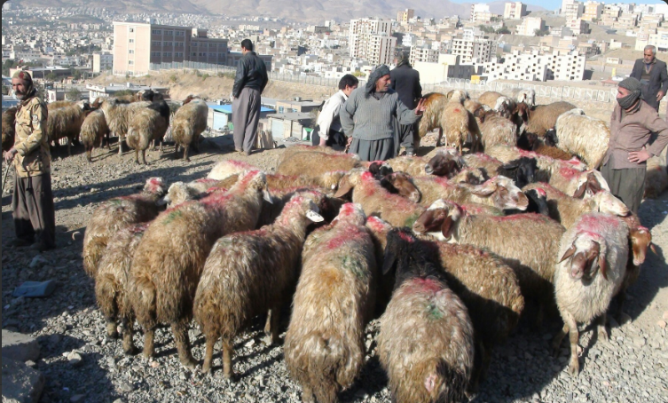 عرضه دام زنده در سنندج ممنوع است