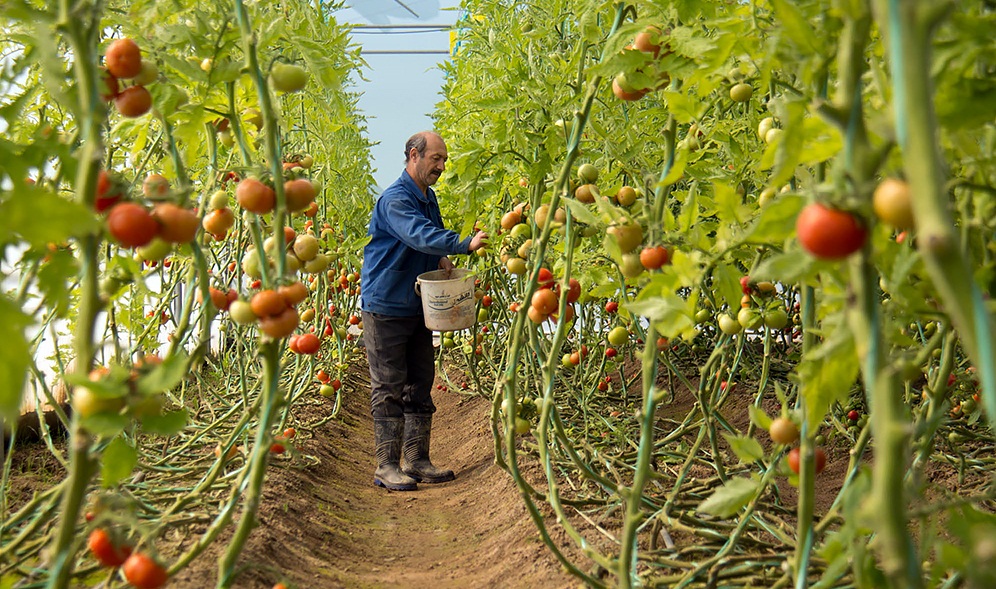 کرونا نفس گلخانه‌های مشهد را به شماره انداخت