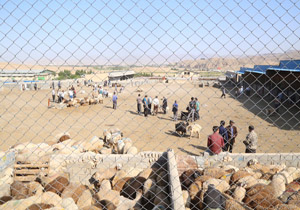 میادین دام خراسان شمالی تعطیل شد