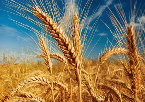 نظارت بر روند خرید گندم در مهاباد