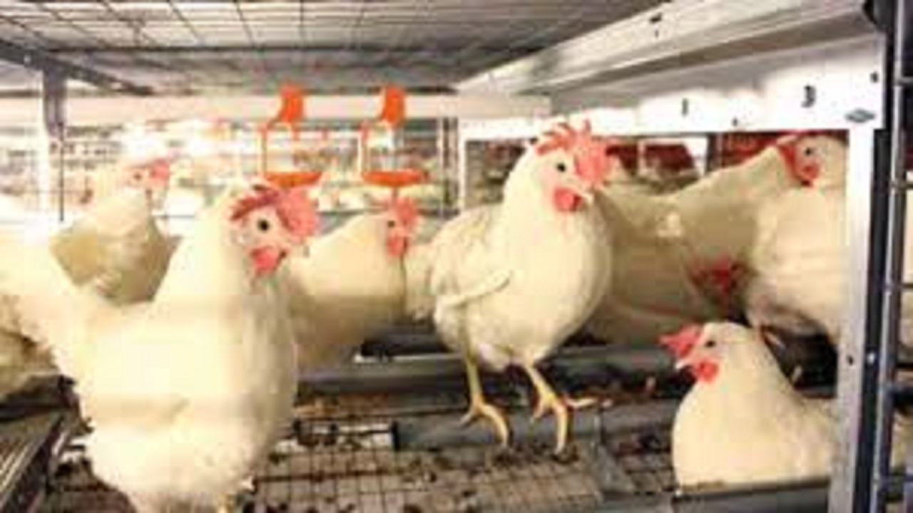 فعالیت ۶۳۴ واحد مرغداری گوشتی در خراسان جنوبی