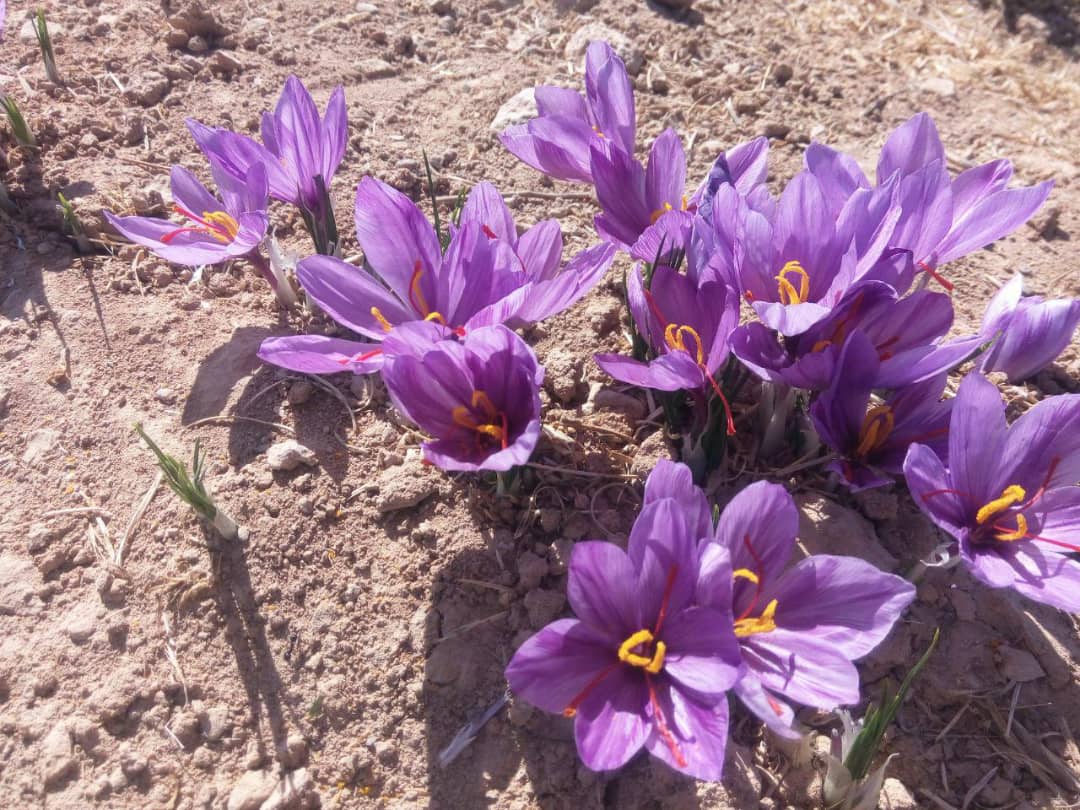 کاشت گیاهان دارویی راهکاری برای برون رفت از خشکسالی