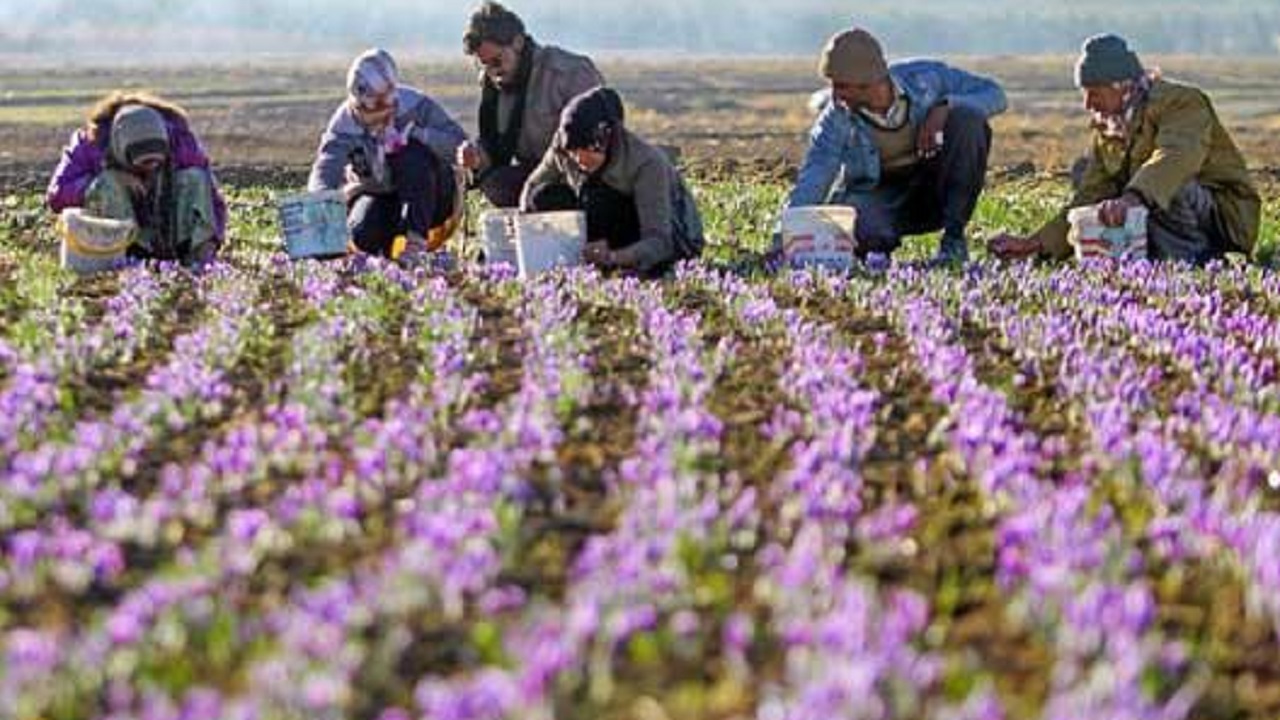۱۷ درصد مطالبات زعفرانکاران خراسان رضوی پرداخت نشده است