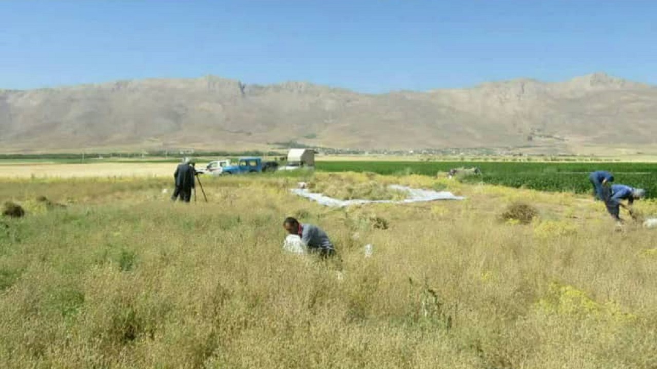 برداشت سیاه دانه از مزارع بن آغاز شد