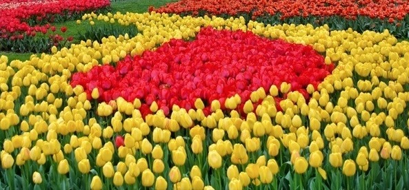 معابر غرب تبریز مزین به فرش گل شد