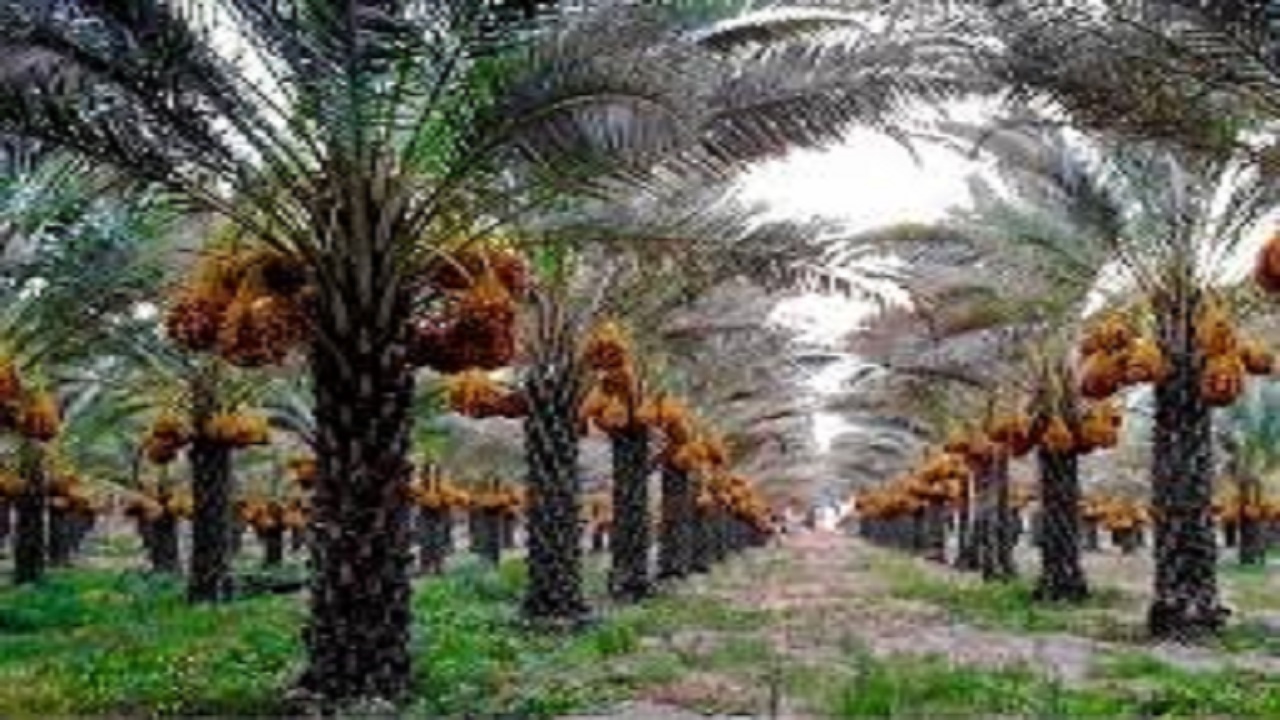 تولید ۳۱۲۰ تن خرما در شهرستان قصرشیرین