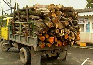 کشف ۱۰ تن چوب قاچاق در نهاوند