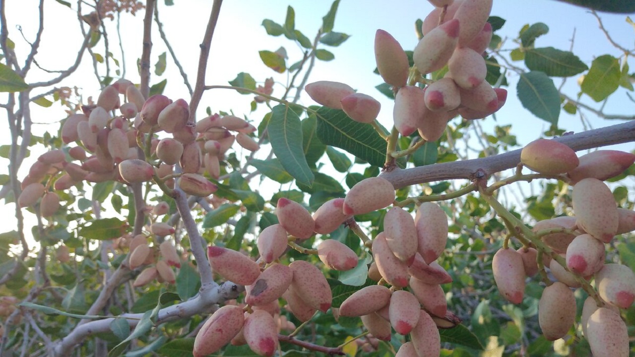 پسته سیستان و بلوچستان به بازار آمد
