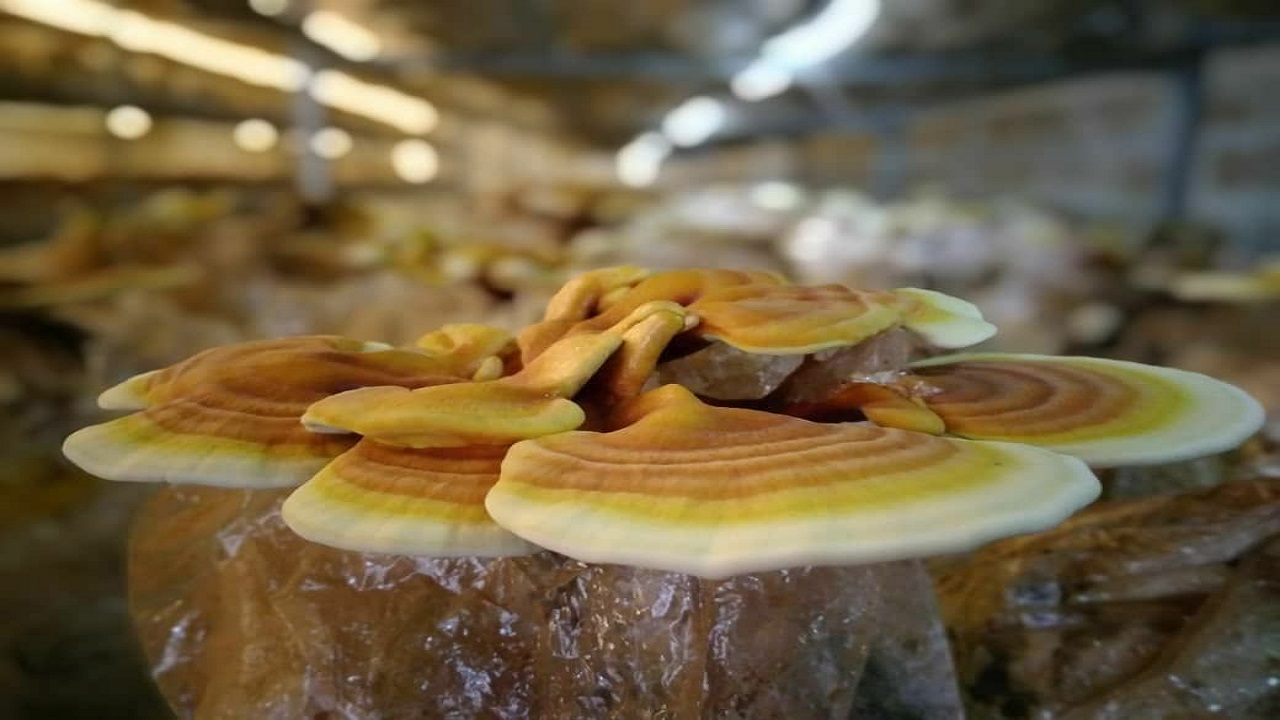 بستر پرورش قارچ گانودرما در مشهد آماده است