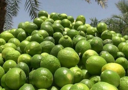 افزایش تولید لیمو ترش در کهگیلویه و بویراحمد
