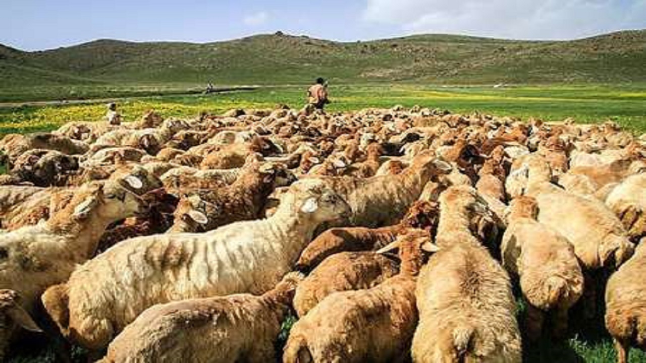 بیمه ۵ هزار راس دام خراسان جنوبی پس از هویت گذاری