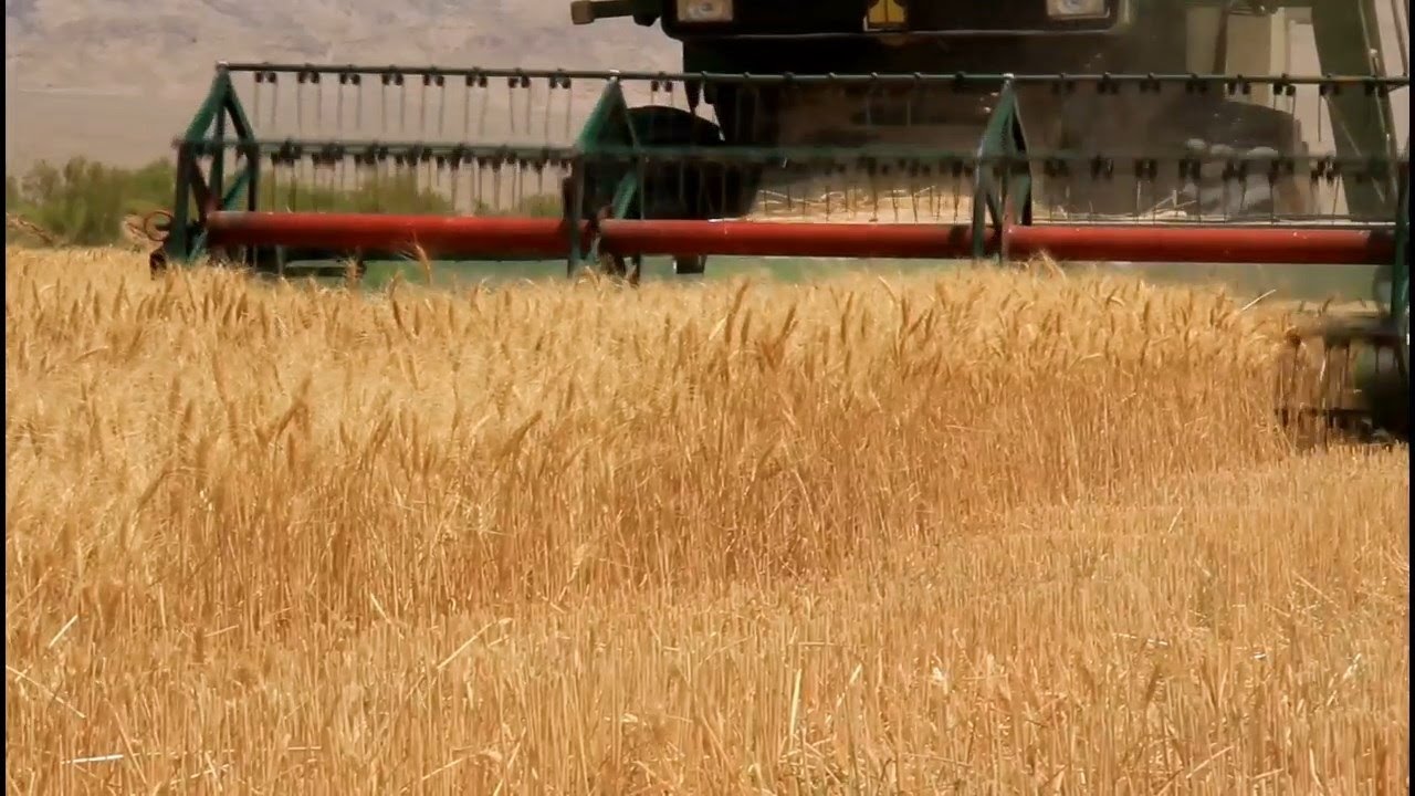 خرید تضمینی بیش از ۲۸۸ هزار تن گندم از زارعان آذربایجان‌غربی