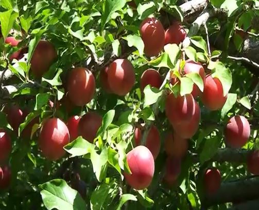 رکورد شکنی باغدار مراغه‌ای در تولید آلوچه