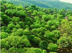 توسعه جنگل&zwnj;های کبودراهنگ به ۷۰۰ هکتار