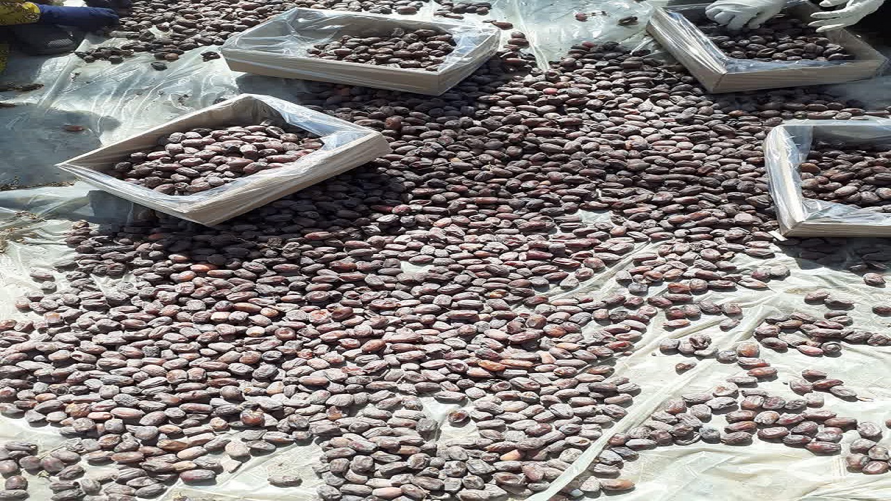برداشت خرما در روستای طرج + تصاویر