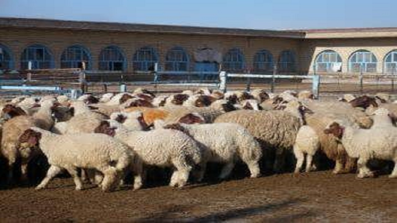 افتتاح ۳ طرح پرواربندی صنعتی در هفتکل