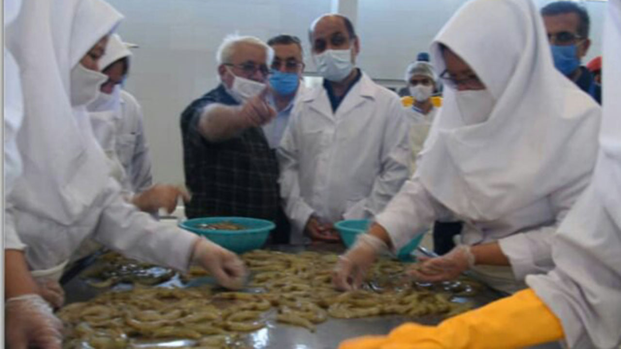 بهره‌برداری از ظرفیت کامل مجتمع پرورش میگوی گمیشان برای ۷ هزار نفر اشتغال‌زایی دارد