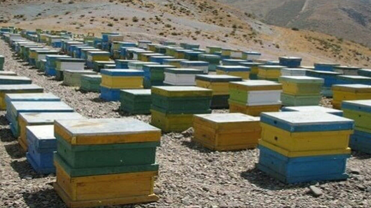 آغاز سرشماری کلنی های زنبور عسل در مهر