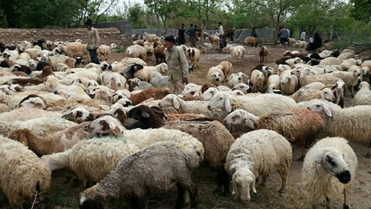 جابجایی ۳۰ راس گوسفند بدون مجوز