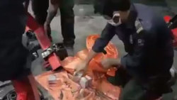 کشف میلیارد‌ها دلار پول و طلا توسط سگ پلیس + فیلم