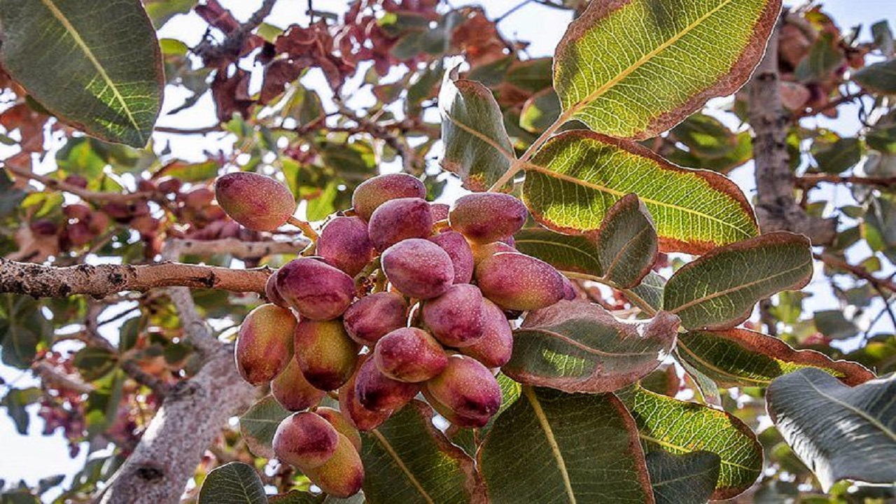 برداشت بیش از ۳هزار تن پسته از باغات رشتخوار