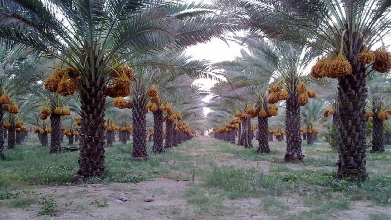 خرمای جنوب کرمان در راه بازار + فیلم
