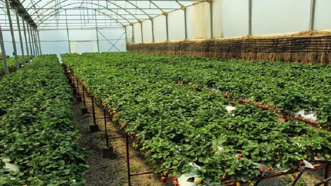 تخصیص ۵۸۰ میلیارد ریال اعتبار برای اشتغال پایدار روستایی در آذربایجان غربی